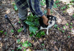 Hallan sepultado en Perú restos de un perro de hace más de mil años