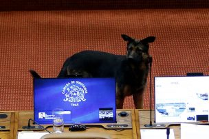 FOTOS | Perrito se coló a la Cámara de Diputados