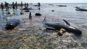 Indonesia: Siete ballenas muertas fueron halladas en una playa