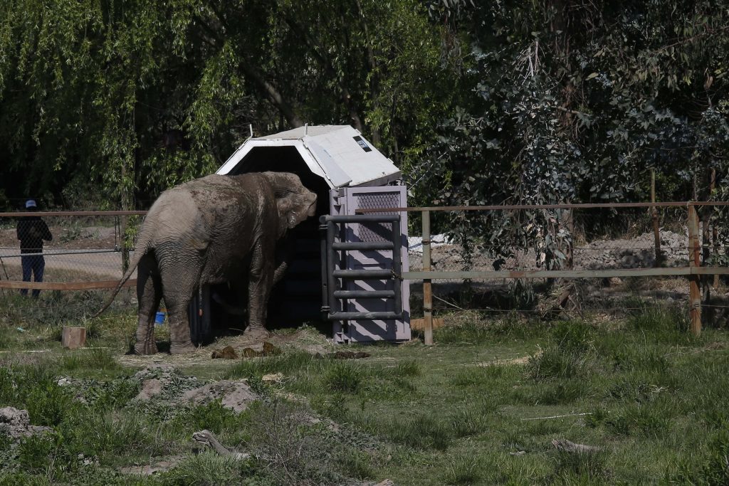 Elefanta que sobrevivió a maltratos será llevada a santuario en Brasil