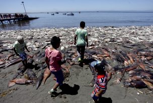 Crisis Sanitaria en Isla Santa María: Más de 100 animales muertos