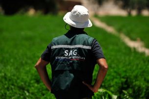 SAG detecta Mosca de la Fruta en productos agrícolas ingresados clandestinamente