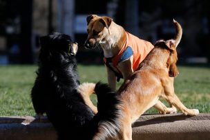 Comisión aprobó idea de legislar proyecto que permite cazar perros asilvestrados