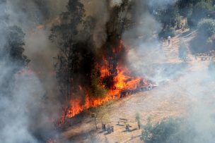 Intendencia de Valparaíso declaró alerta roja en La Ligua por incendio forestal