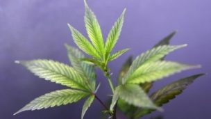 Aplazan en Brasil votación sobre cultivo de marihuana con fines medicinales