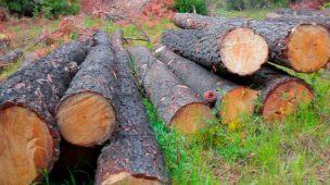 El Maule ocupa el segundo lugar en materia de producción forestal