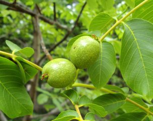 Nogal pelea ranking para ser segundo frutal más importante del país