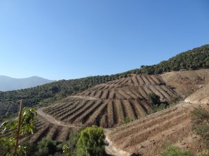 Proyecto “Una NAMA Agrícola para Chile” propicia prácticas de manejo sustentable de suelos a través de la captura de carbono.