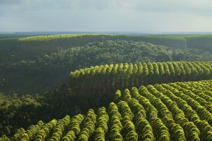 Científicos UdeC presentaron modelo de Sustentabilidad Hídrica para plantaciones forestales