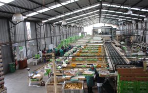 Región de Coquimbo: Inauguran moderna planta de packing para apoyar el trabajo de productores frutícolas