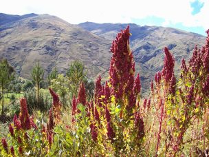 El desafío de la quínoa en Chile: Desarrollo de variedades y establecer manejos agronómicos