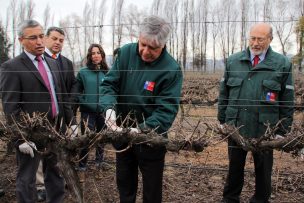 SAG da inicio a instalación de emisores de confusión sexual en la región del Bío Bío