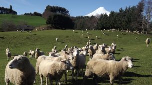 Agricultores venden parte de sus rebaños por sequía y bajos precios