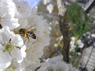 Columna técnica: Manejo Productivo y Fitosanitario en floración para carozos