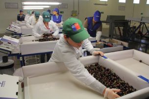 Comité de Cerezas de suscribe acuerdo con consorcio naviero que permitirá ahorrar hasta 5 días de viaje a China