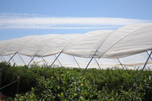 Cultivos protegidos: Una necesidad en el sector de los arándanos