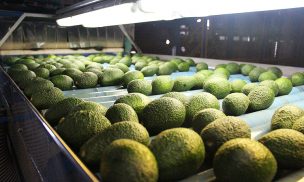 Ya partieron los primeros envíos de palta Hass chilena rumbo a China de la mano de Exportadora Santa Cruz