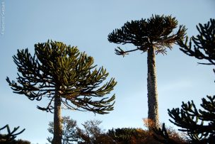 Gobierno inicia proceso para declarar la araucaria como especie en peligro de extinción