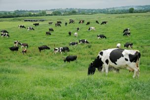 Menor precio de la leche golpea los ingresos del negocio de alimentos para animales