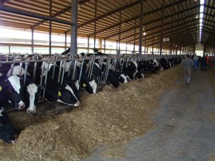 Sistema que previene la mastitis en vacas gana concurso de Start-Up Chile