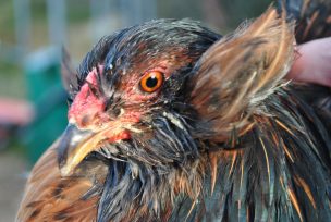 En INIA Carillanca se definen acciones clave para el reconocimiento oficial dela gallina Araucana o Mapuche