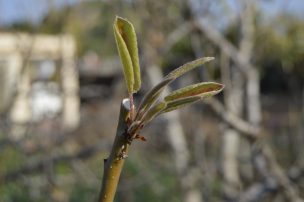 Conozca el informe de Horas de Frío acumuladas al 20 de julio de 2016 y comparación con los requerimientos teóricos por especie frutal