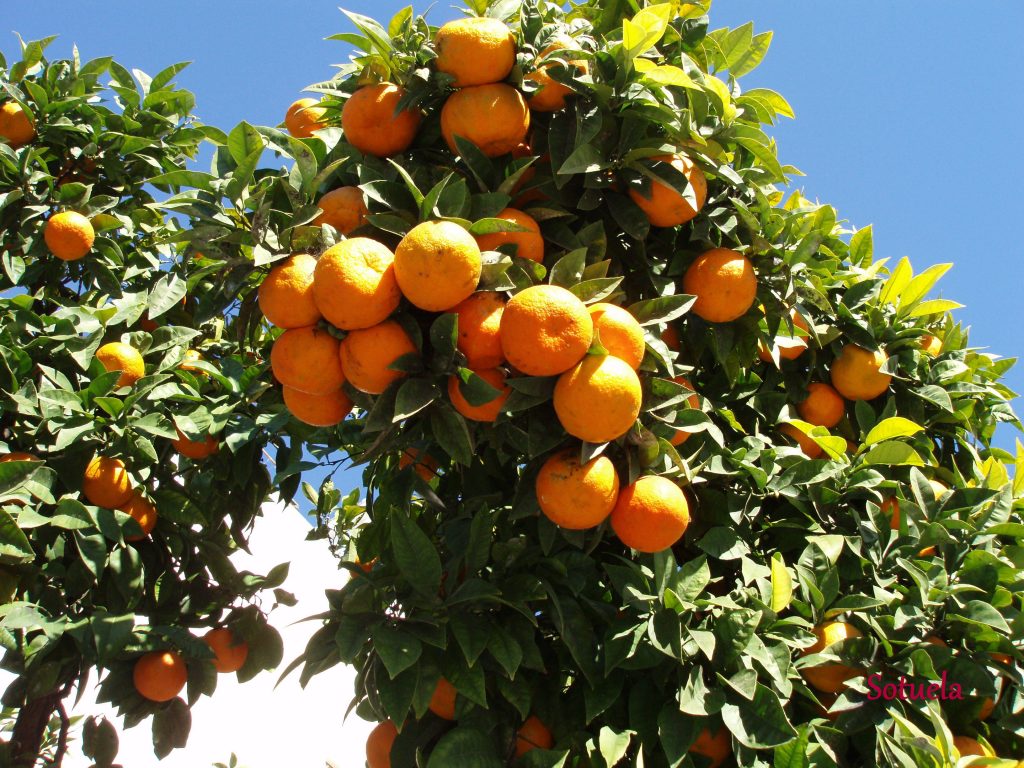 Chile: “Un 20% más de clementinas gracias a las lluvias”