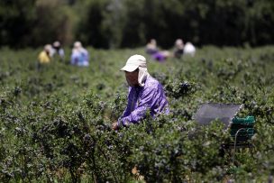 ¿Cuál es la realidad laboral de las mujeres en la agroindustria en Latinoamérica y el mundo?