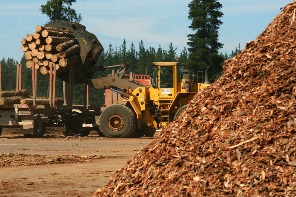 Producción de madera en Chile se triplicó en últimos 25 años y crecerá 22% a 2025
