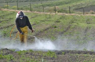 Agricultores de Coquimbo logran reducir hasta en un 70% uso de plaguicidas en hortalizas