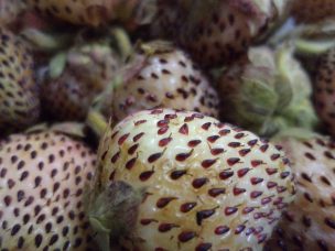 Primeras mil plantas de frutilla blanca desarrolladas in vitro, incorporó INIA en zona cordillerana de Nahuelbuta