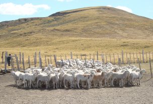 Ganadería de la Región de Magallanes enfrenta un complejo presente