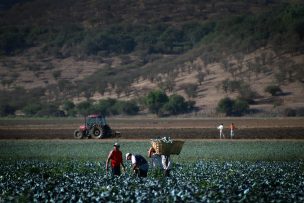 Realidades y mitos de la formación de técnicos agrícolas en Ñuble