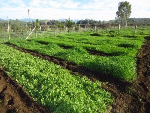 Experto enseña en El Melón cómo alimentar al ganado en tiempos de sequía