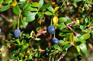 Calafate: Domesticando una bomba de antioxidantes