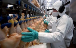 Gripe aviar en EE.UU. duplica las exportaciones chilenas de carne de pavo a abril