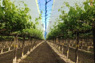 Cobertores plásticos en uvas de mesa, un seguro que puede salvar la producción