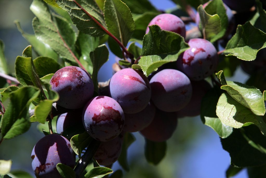 Ciruelas, madera y carne de ave lideran productos que se salvaron de la baja de exportaciones en 2015