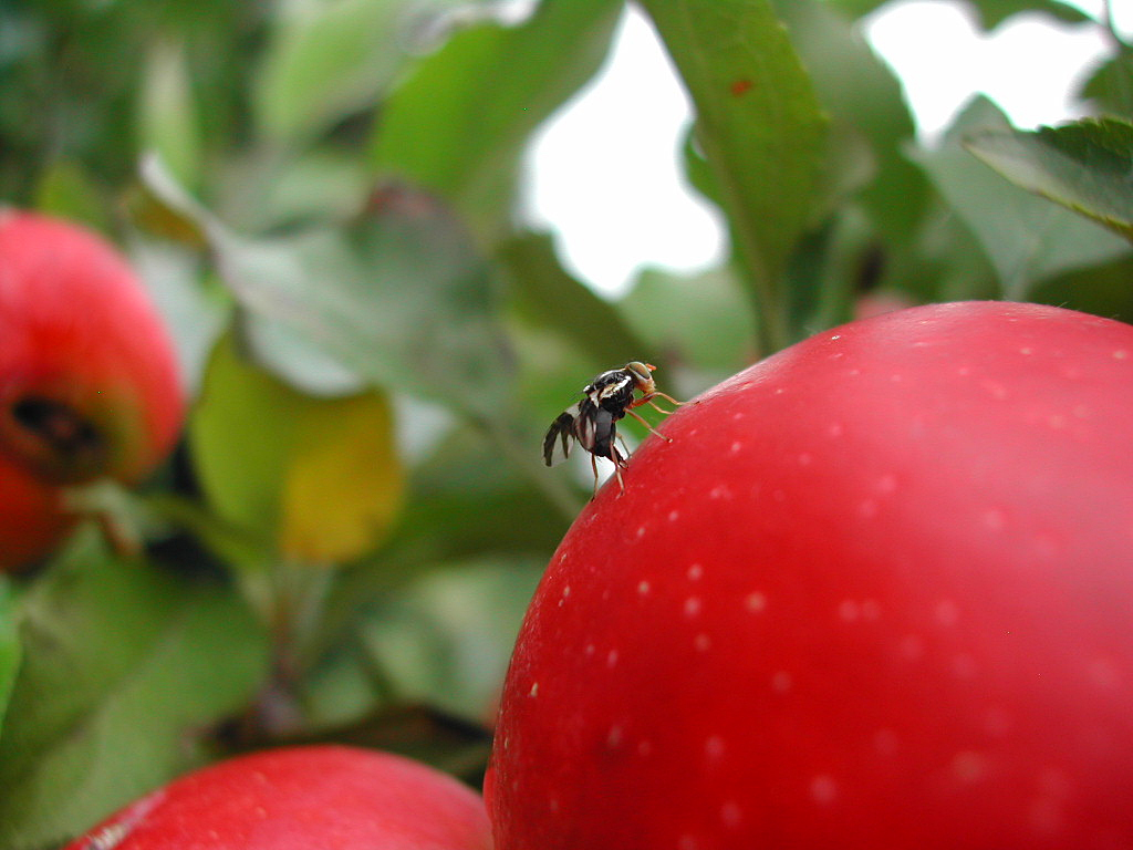 Declaran a Coquimbo zona libre de mosca de la fruta