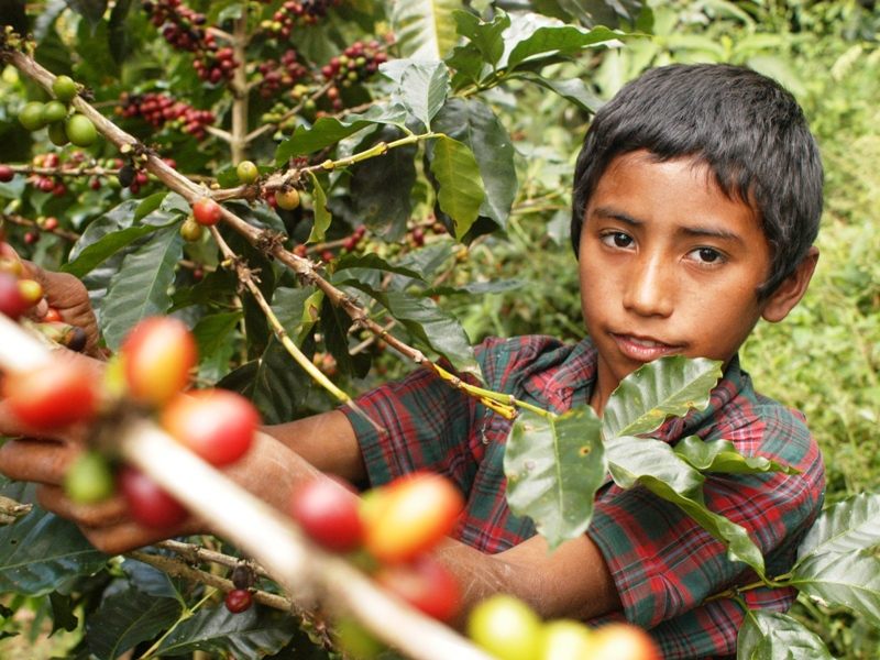 Estudio medirá flagelo del trabajo infantil en el agro