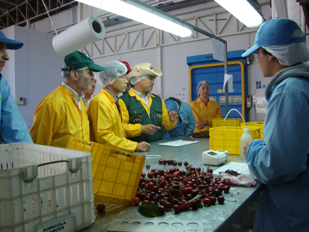 Inspectores coreanos en Chile abren mercado para las cerezas