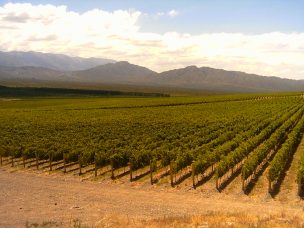 Superficie plantaciones de vid para vinificación aumentó 5.5%