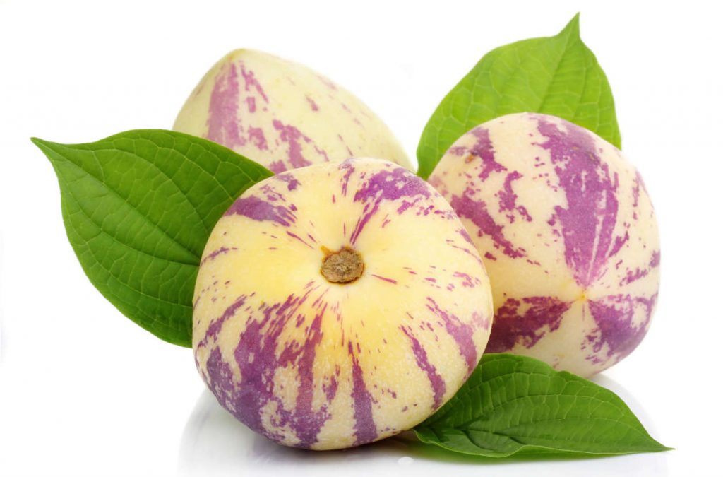 INIA rescatará patrimonio genético del pepino dulce del Limarí