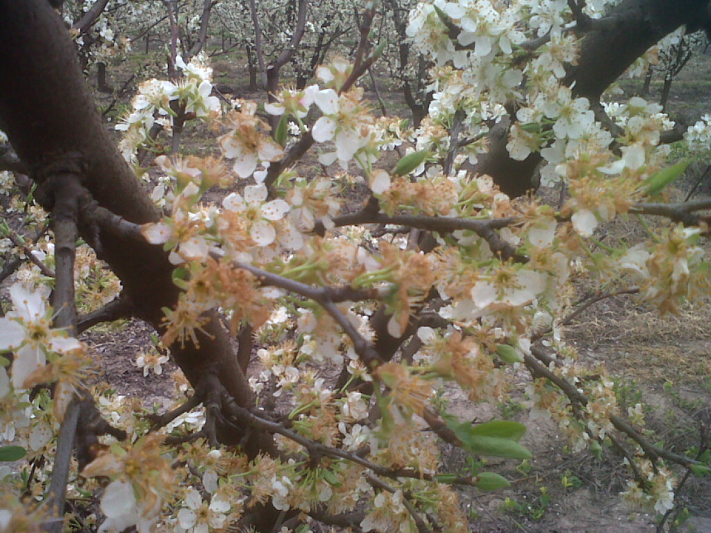 Cuantifican daño por heladas de septiembre en cerezos