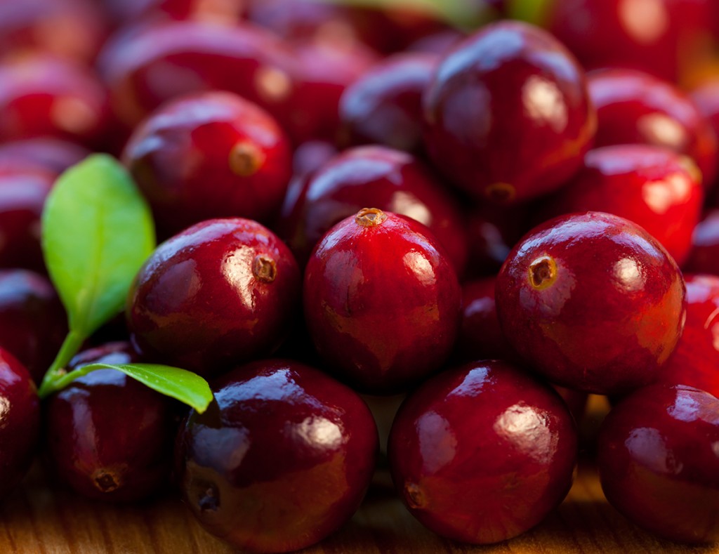 EE.UU. autoriza importación de cranberries frescos chilenos