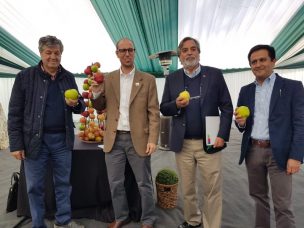 Consorcio Tecnológico de la Fruta de ASOEX:  Primera manzana chilena de alta calidad y resistente a Venturia  sería presentada en el año 2021