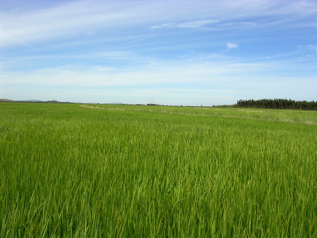 Panorama del arroz es óptimo en Chile, según expertos