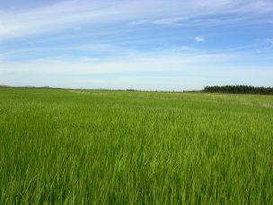 Panorama del arroz es óptimo en Chile, según expertos