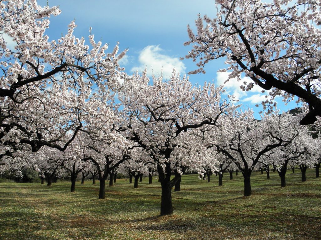 Más lluvias en agosto podrían afectar producción de almendros