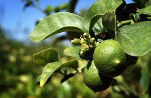 Temporada del limón chileno en pleno apogeo